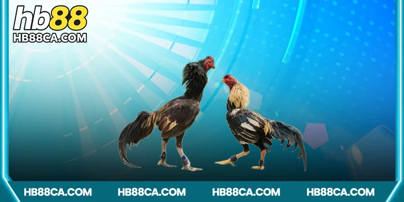 Bí quyết tăng tỷ lệ chiến thắng