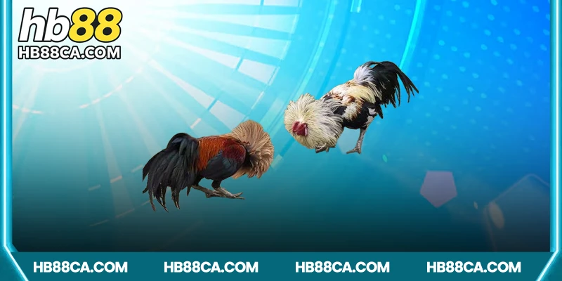 Các hình thức phổ biến trong đá gà Campuchia