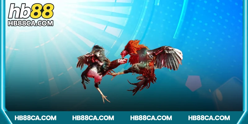 Các hình thức thi đấu trong đá gà CPC1