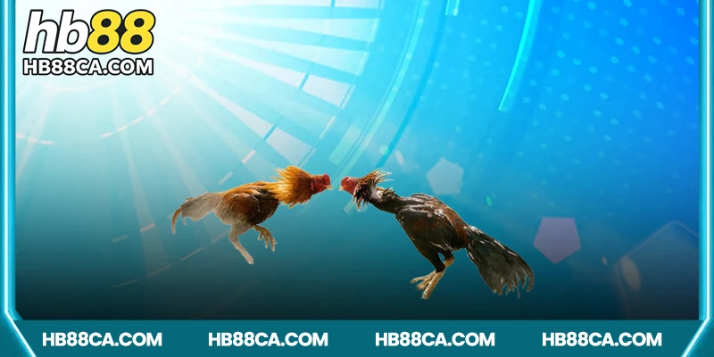 Các hình thức trực tiếp đá gà online phổ biến