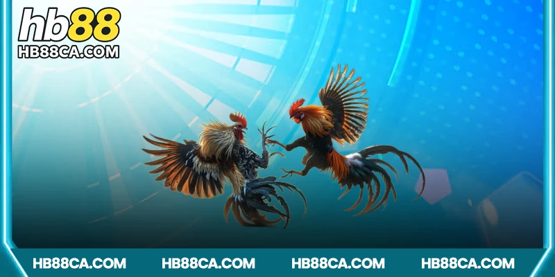 Công nghệ phát trực tuyến hiện đại tại đá gà HB88