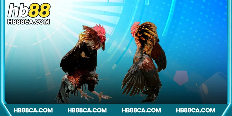 Khuyến mãi hấp dẫn dành cho đá gà HB88