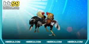 Sức hút đặc biệt của trực tiếp đá gà online HB88