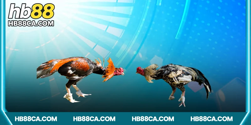 Vì sao nên chọn HB88 để chơi đá gà CPC1