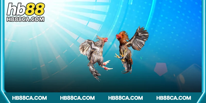 Vì sao nên chọn HB88